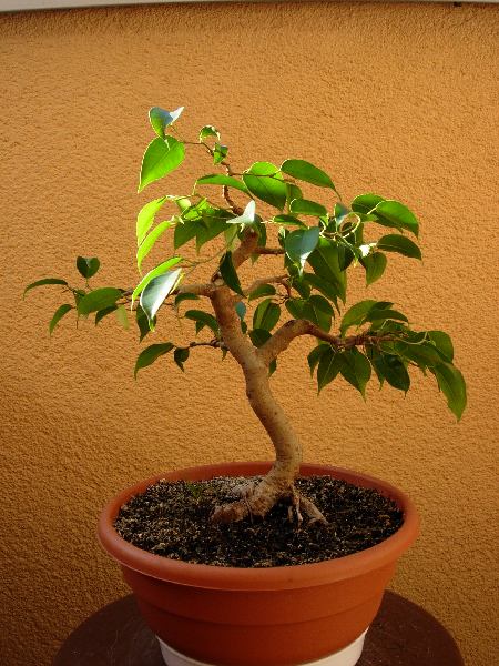 sierpieĂą 2005, wys. 25cm