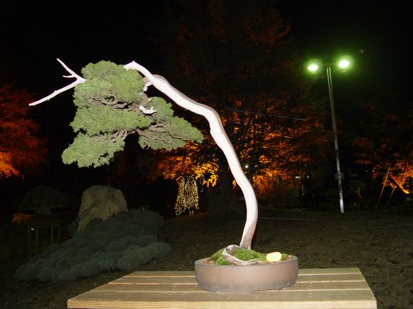 Juniperus chinensis210ft_045.jpg