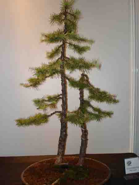 Nie zawsze pamiĂŞtaÂłam co to za drzewko - moze ktoÂś wspomoÂże, nie chcĂŞ popeÂłniĂŚ bÂłĂŞdu - ale to chyba modrzew??