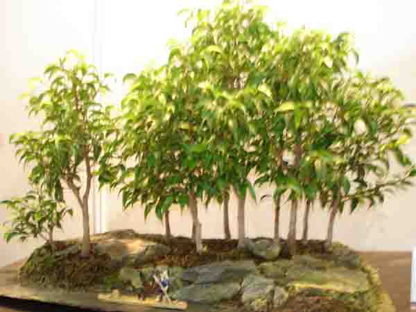 LASEK FIKUSĂW.jpg