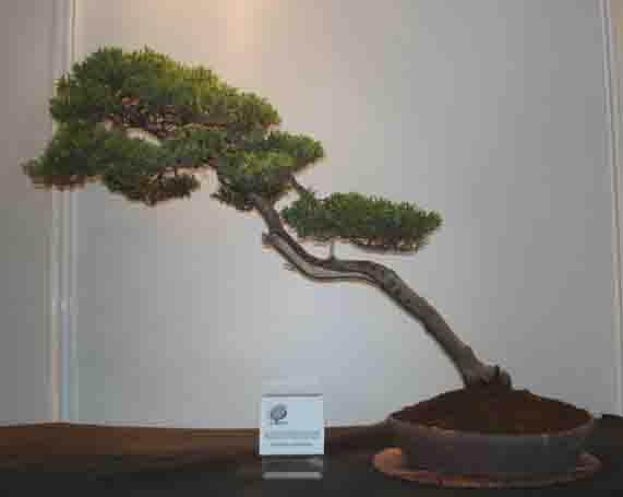 JAÂŁOWIEC CHIĂSKI.jpg