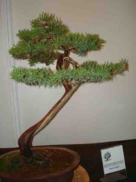 JAÂŁOWIEC CHIĂSKI2.jpg