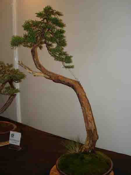 JAÂŁOWIEC CHIĂSKI3.jpg