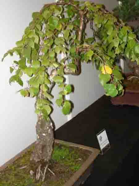 BrzozĂŞ muszĂŞ kiedyÂś zdobyĂŚ - to moje ulubione drzewo w naturze. WczeÂśniej nie widziaÂłam bonsai z brzozy.