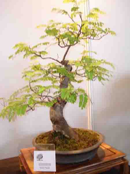 Pierwszy raz widziaÂłam akacjĂŞ bonsai - bardzo Âładnie siĂŞ prezentowaÂła, musze zapolowaĂŚ na jakÂąÂś w Lasku na Kole, tam rosnÂą takie olbrzymki, kwitnÂące i przepiĂŞknie pachnÂące na wiosne. Moze znajdĂŞ jakÂąÂś ciekawÂą "cĂłreczkĂŞ"