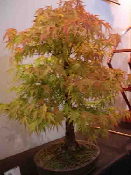 KLON PALMOWY-te kolory......jpg