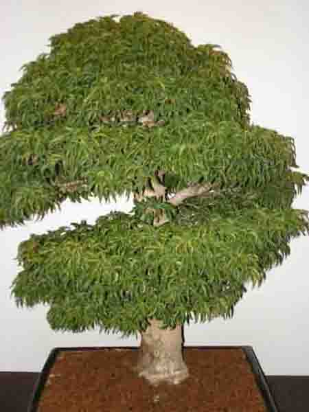 KLON PALMOWY-naprawdĂŞ wspaniaÂły.jpg