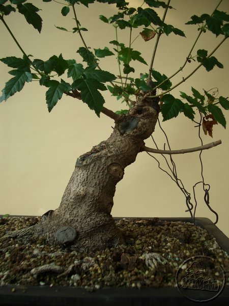 Niestety pierwsza po prawej galazka obumarla :(