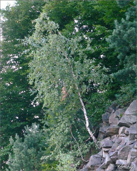 z urwiska nad SolinÂą