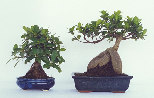 zdjecie z prawej jako przyklad