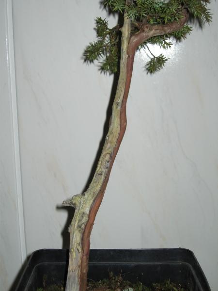 Shari wykonane przez naturĂŞ.