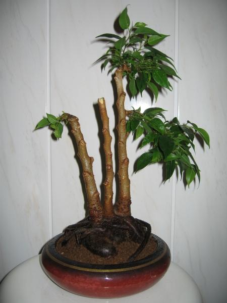 Fikus ze zdjĂŞcia nr 1 chciaÂłbym go u gĂłry mocno zagĂŞÂściĂŚ