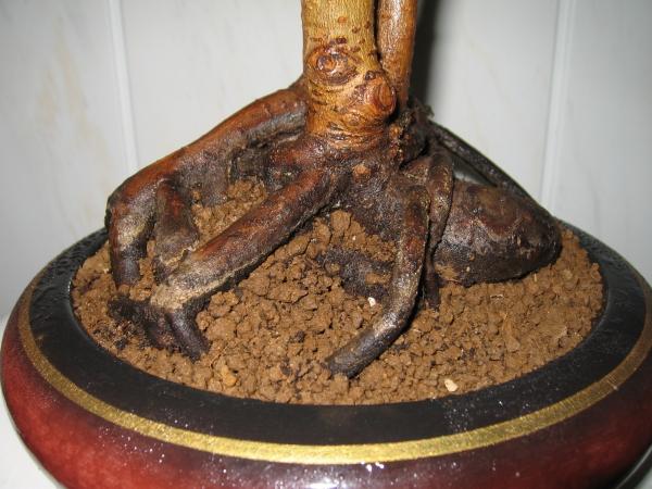 Fikus ze zdjĂŞcia nr 1 nebari