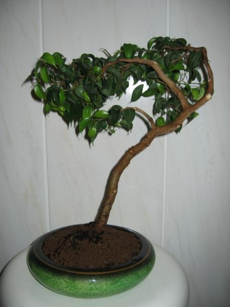 Fikus ze zdjĂŞcia nr 2 i 3 zmiana formy