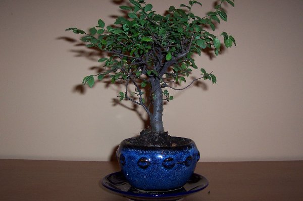 Obraz 033_600x399.jpg