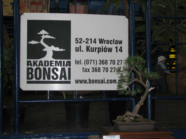 sosna pospolita, ÂŁukasz Kuc