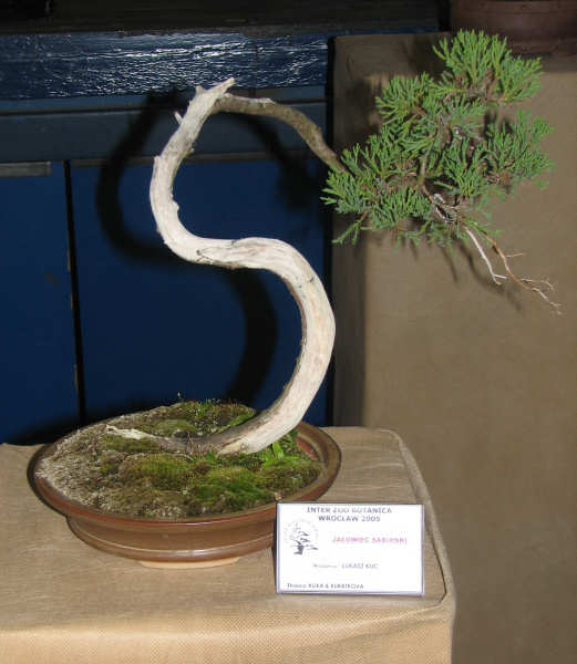 jaÂłowiec sabiĂąski, ÂŁukasz Kuc