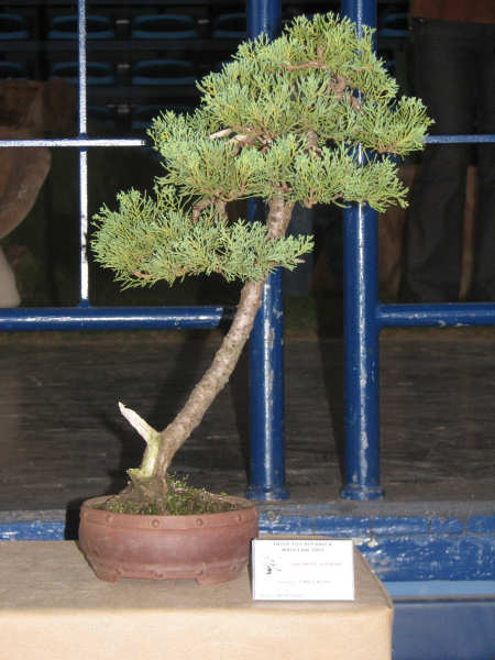 jaÂłowiec sabiĂąski, Tomasz Rolny