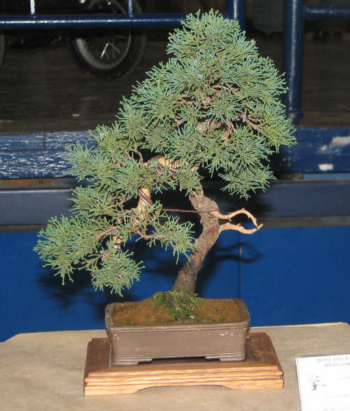 jaÂłowiec chiĂąski, Agata Magas