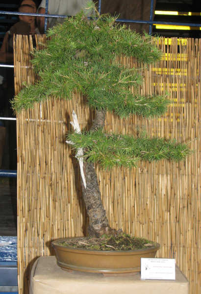 modrzew europejski, WÂłodzimierz Pietraszko