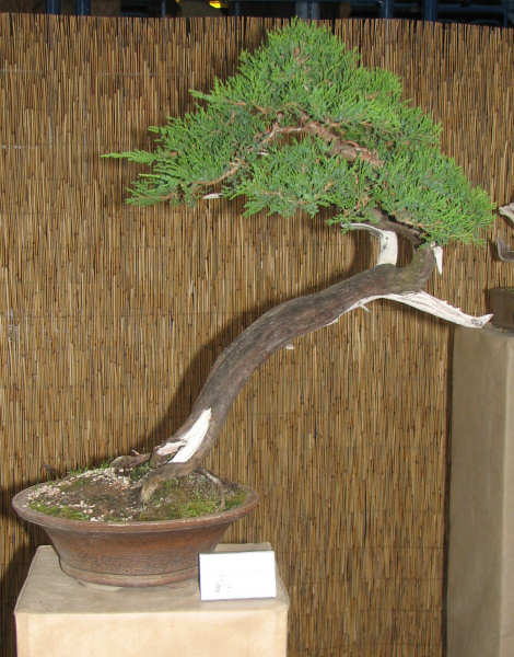 jaÂłowies sabiĂąski, WÂłodzimierz Pietraszko