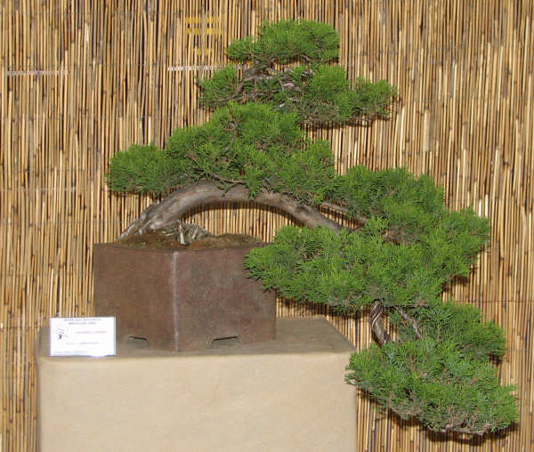 jaÂłowiec chiĂąski, Tomasz Rolny