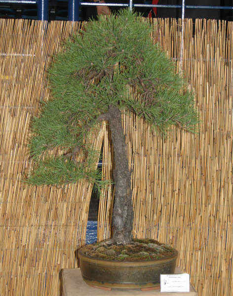 sosna pospolita, WÂłodzimierz Pietraszko