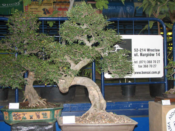 wiÂązy chiĂąskie, WÂłodzimierz Pietraszko