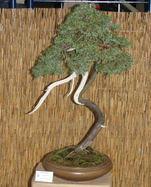 jaÂłowiec pospolity, WÂłodzimierz Pietraszko