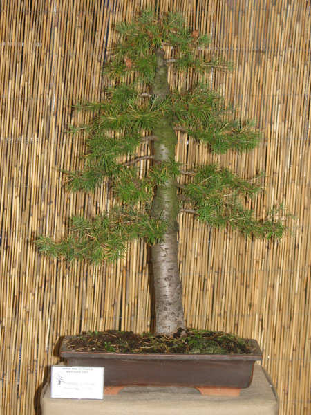 modrzew europejski, Dariusz ZajÂąc