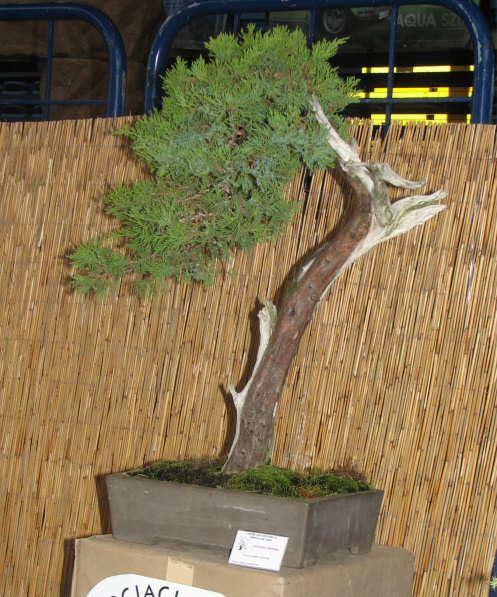 jaÂłowiec sabiĂąski, Karol Dutczak