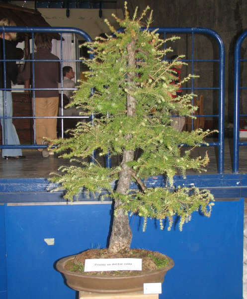 modrzew europejski, WÂłodzimierz Pietraszko