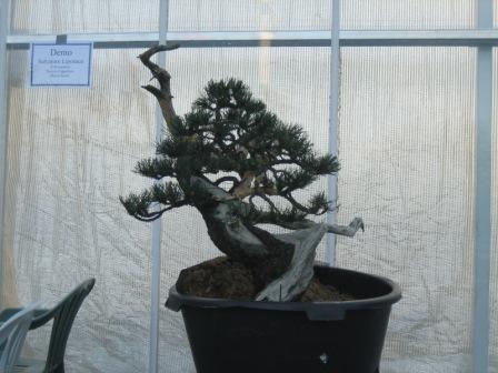 sosan z pokazu Salvatore Liporace wraz z studentami: Patrizia Cappellaro, Mauro Scotti