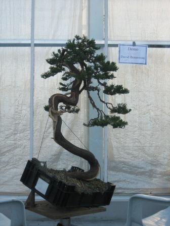 jaÂłowiec z pokazu David`a Benavente`go