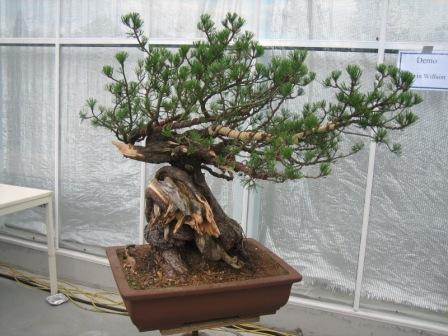 sosna z pokazu Kevina Willsona po odrutowaniu i przed uÂłoÂżeniem