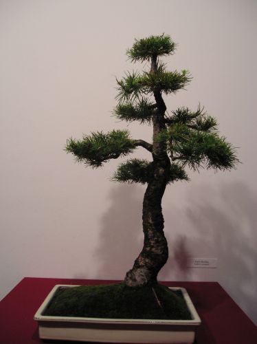 Rotation of P1012299.JPG