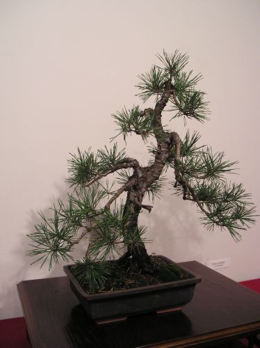 Rotation of P1012323.JPG