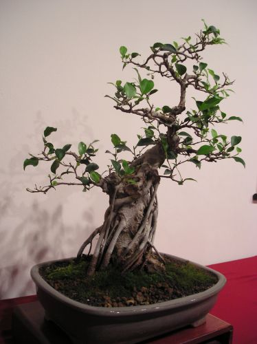 Rotation of P1012320.JPG