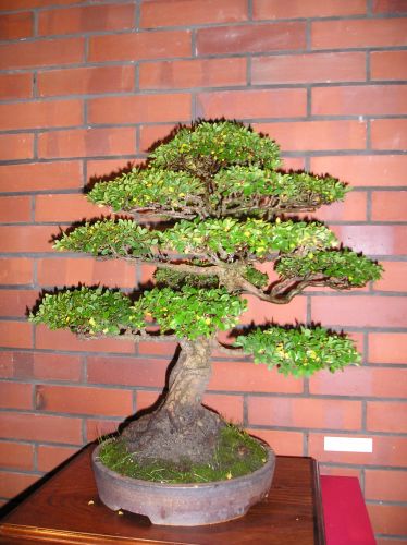 Rotation of P1012318.JPG