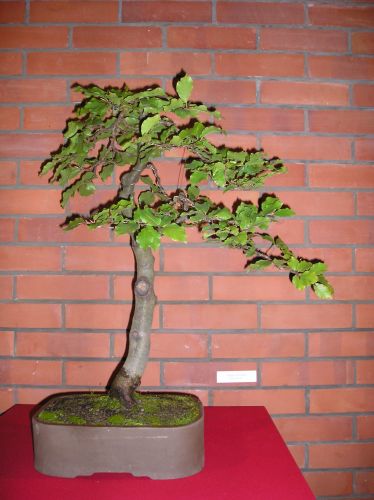 Rotation of P1012316.JPG