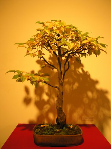 Rotation of P1012311.JPG