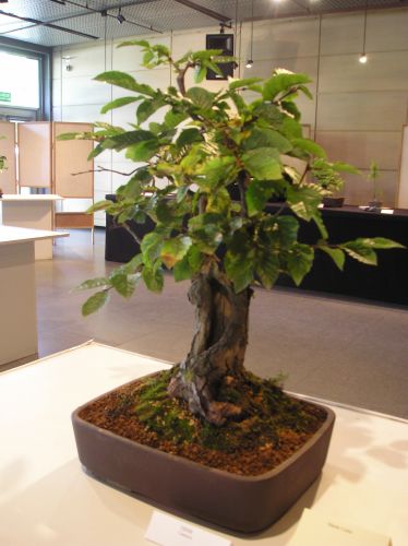 Rotation of P1012341.JPG