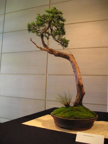 Rotation of P1012335.JPG