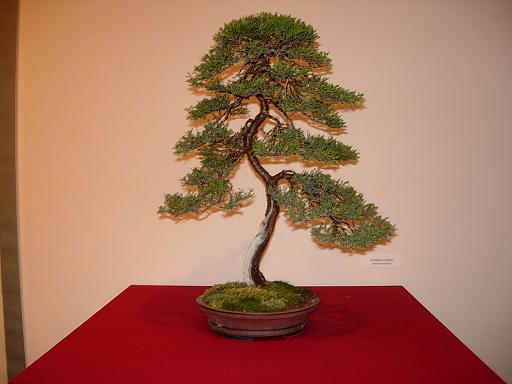 JaÂłowiec extra.JPG