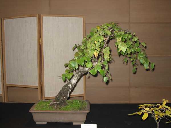 a to caÂła brzoza. zrobiÂła na mnie ogromne wraÂżenie