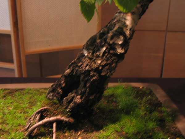 nebari niesamowitej brzozy