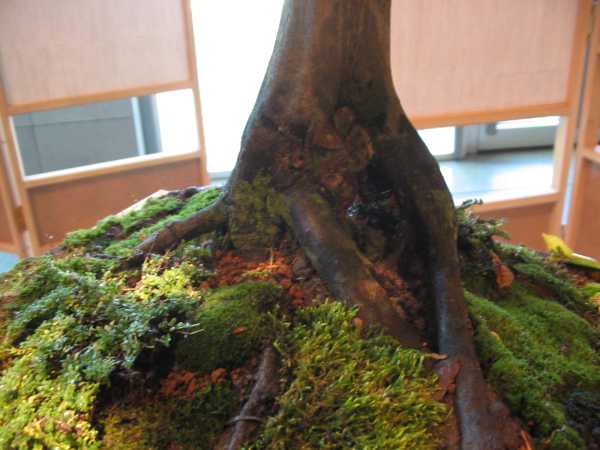 podstawa pnia wielkiego graba