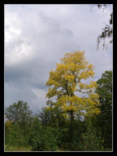 jesieĂą godzine temu