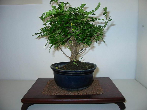 pfeffer alias piper, alias peprovnik