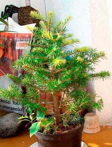 JodÂła koreaĂąska